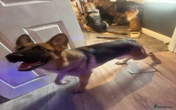 German Shepherd dogs for sale:  Beautiful German Shepherd  - Image 4