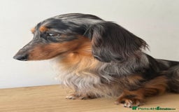 Miniature Dachshund dogs for sale: KC Long haired miniature dachshund puppies - Image 22