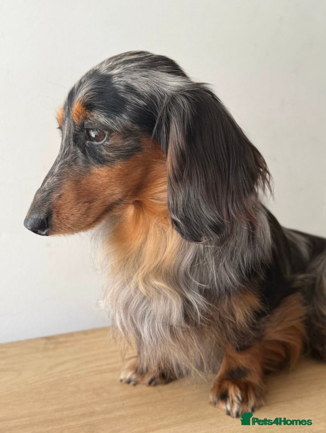 Miniature Dachshund dogs for sale: KC Long haired miniature dachshund puppies - Image 22