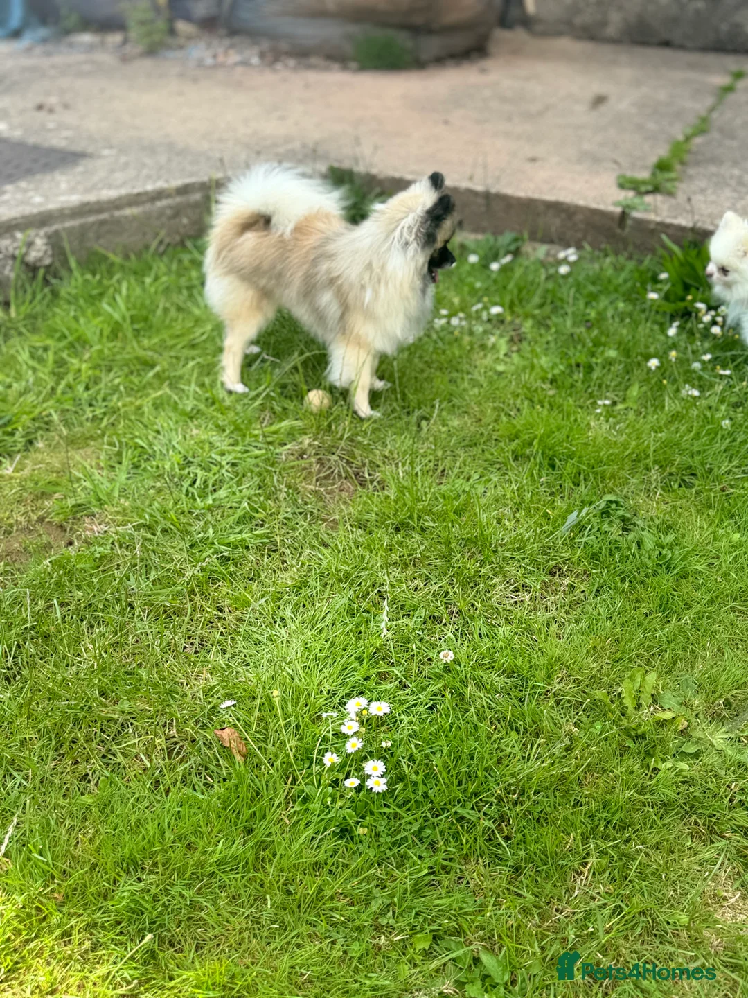 Pomeranian dogs for stud: 2kg, KC Registered, Proven, Pomeranian  in Cardiff - Advert 10