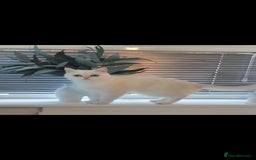 British Shorthair cats for sale: GCCF Chunky Silver tipped health tested parents - Image 3