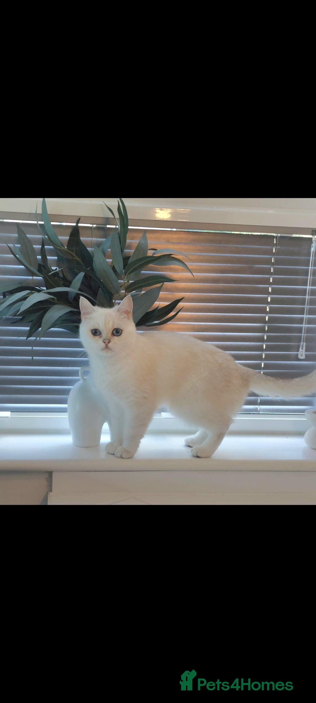 British Shorthair cats for sale: GCCF Chunky Silver tipped health tested parents - Image 3