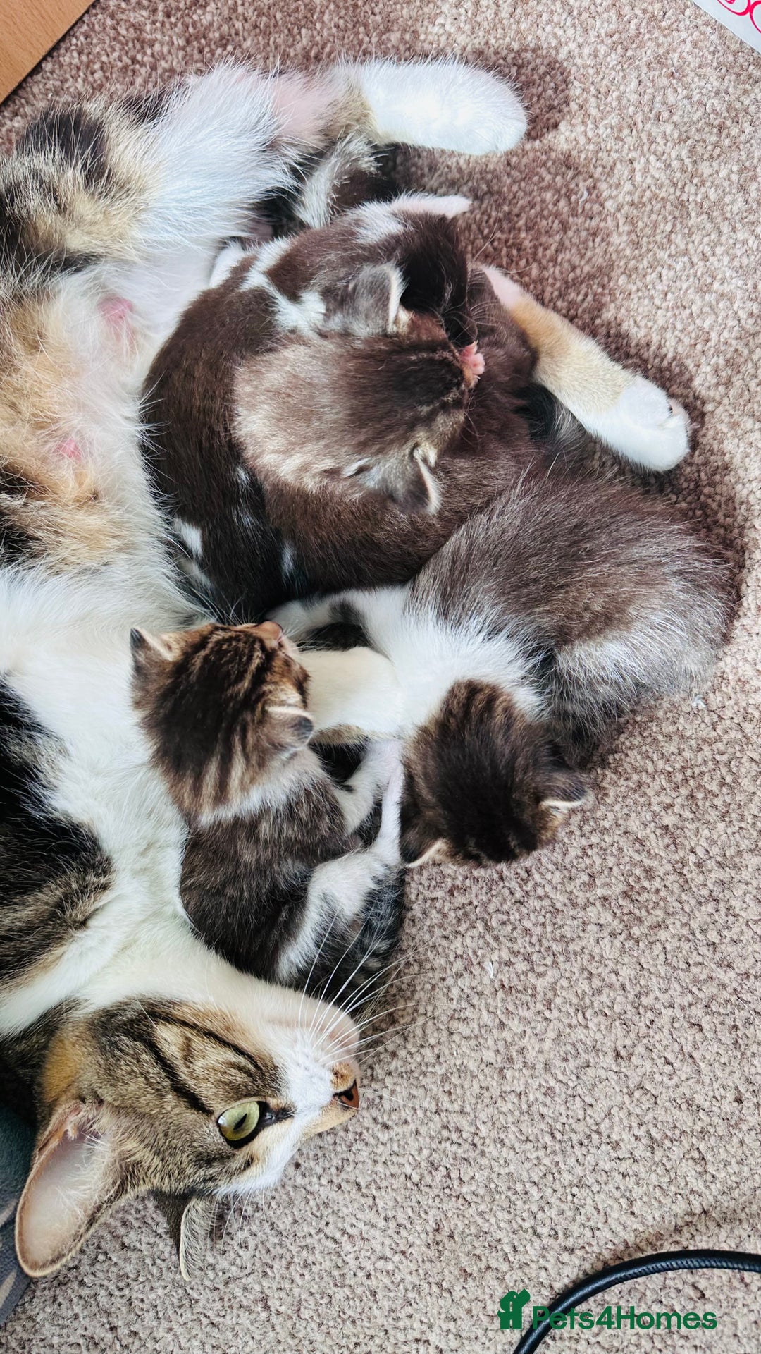 Mixed Breed cats for sale: 4 Adorable Kittens Looking for Their Forever Homes - Image 3