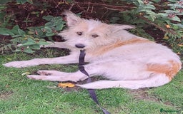 Mixed Breed dogs for adoption: MISHA  - Image 4