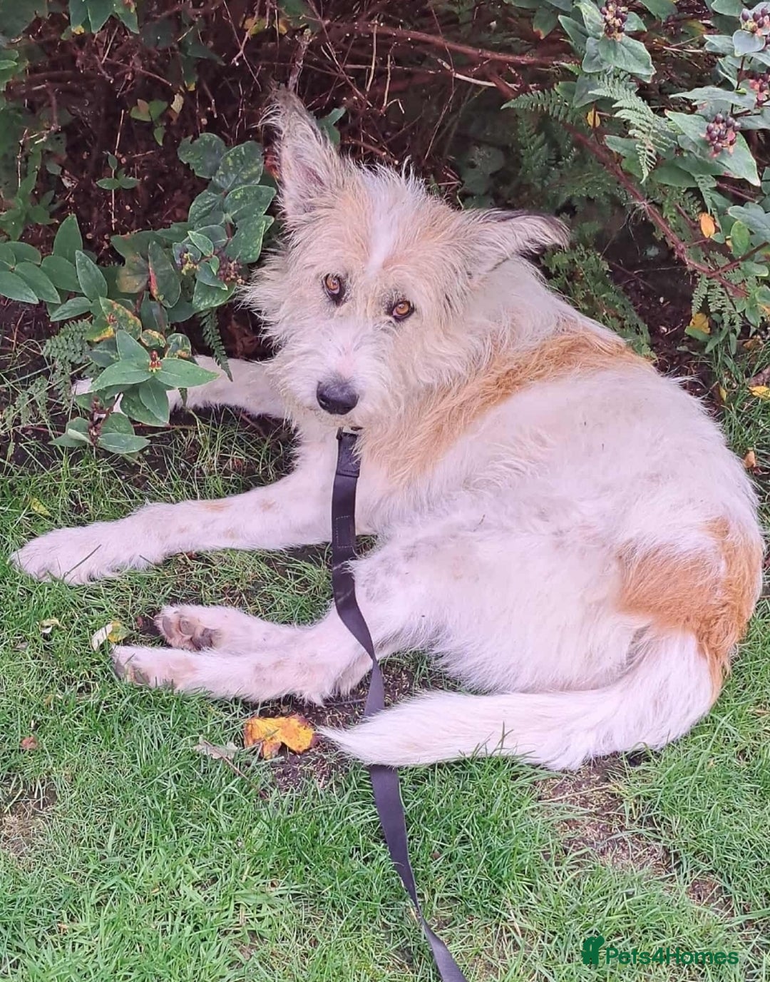 Mixed Breed dogs for adoption: MISHA  - Image 4