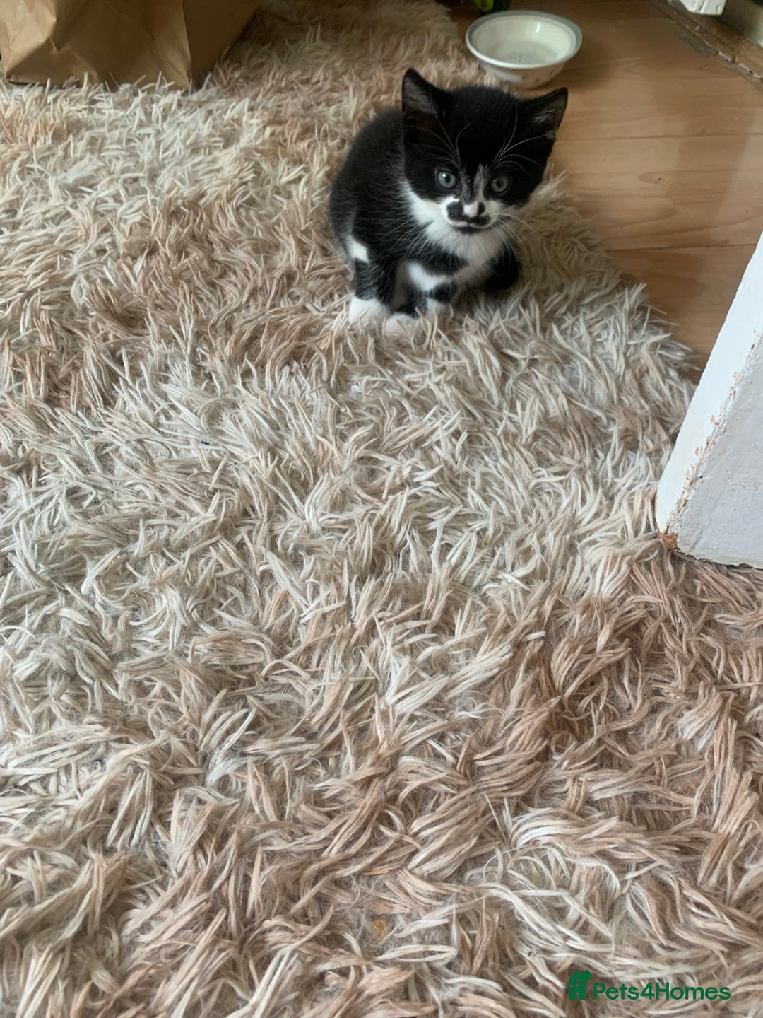 British Shorthair cats for sale: Black and white kittens ready for a new home - Image 7