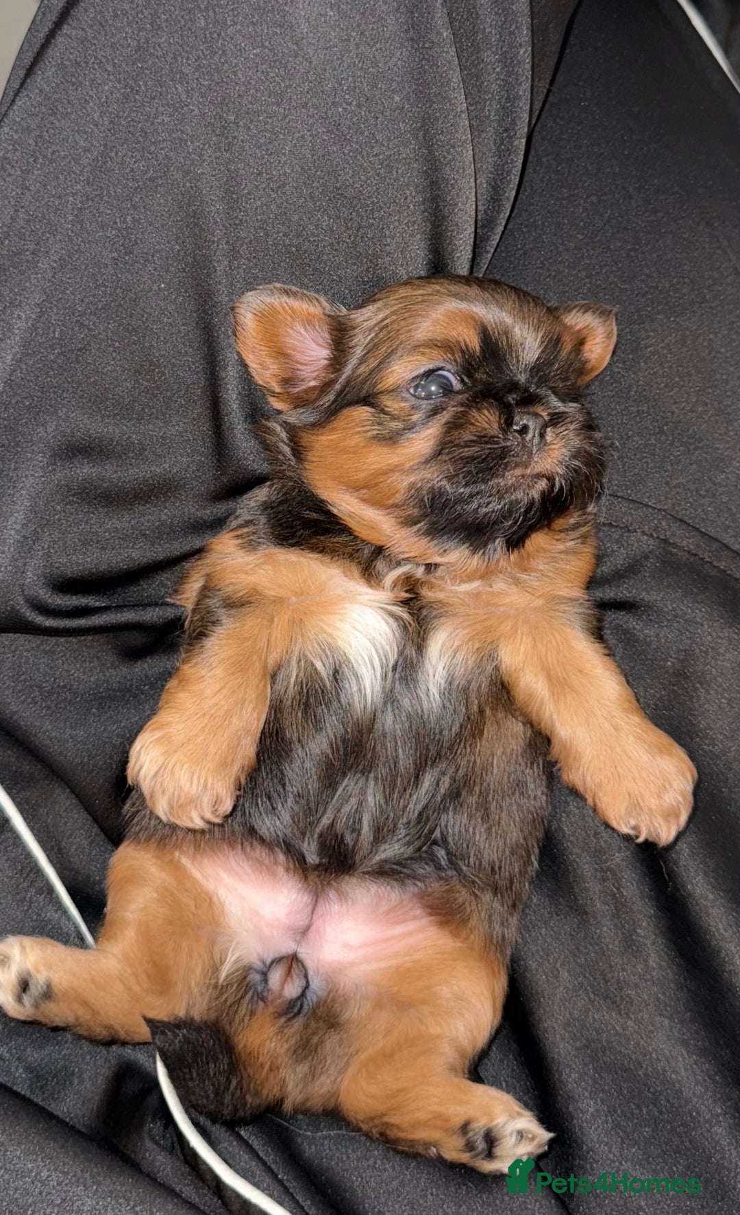 Shih Tzu dogs for sale: Tiny Luxury Imperials Philippines Lines  - Advert 8