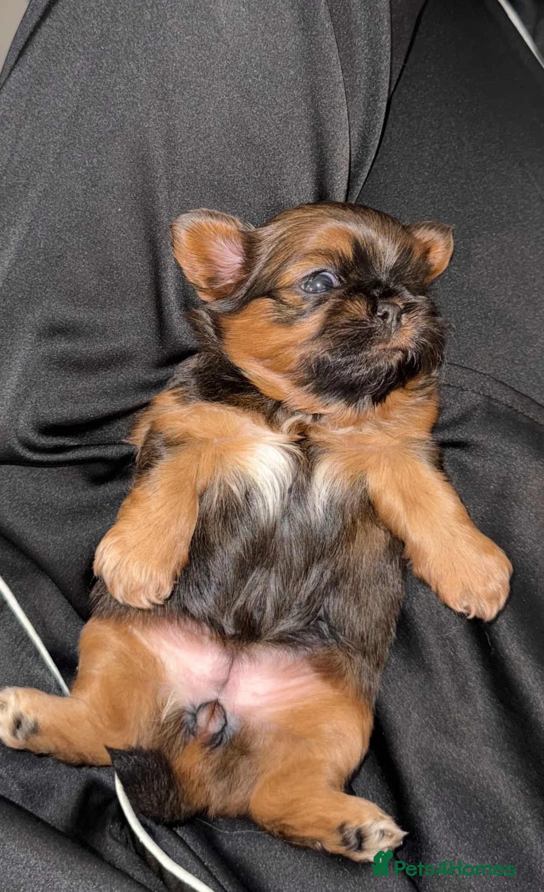 Shih Tzu dogs for sale: Tiny Imperials Karishishi Lines Ready To Rehome  - Advert 10