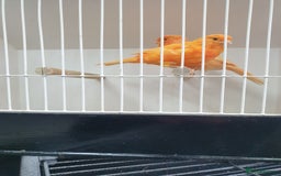 Canaries birds for sale: Canary for sale  - Image 9