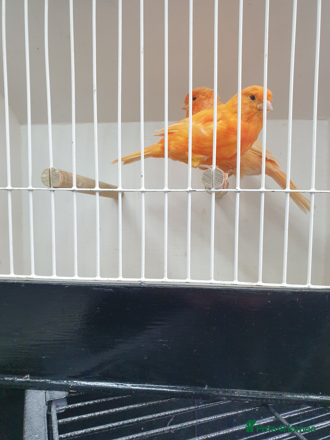 Canaries birds for sale: Canary for sale  - Image 9