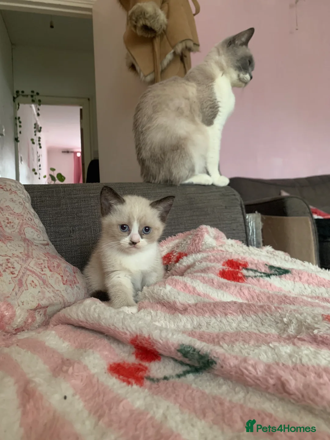 British Shorthair cats for sale: 2 beautiful British short hair kittens  - Advert 1