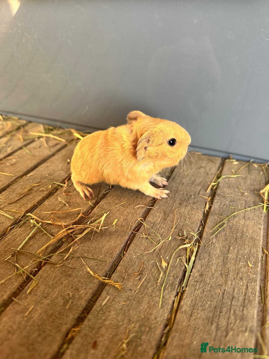 Guinea Pig rodents for sale: 3 Pups for sale - 2 boars, 1 sow - Advert 5
