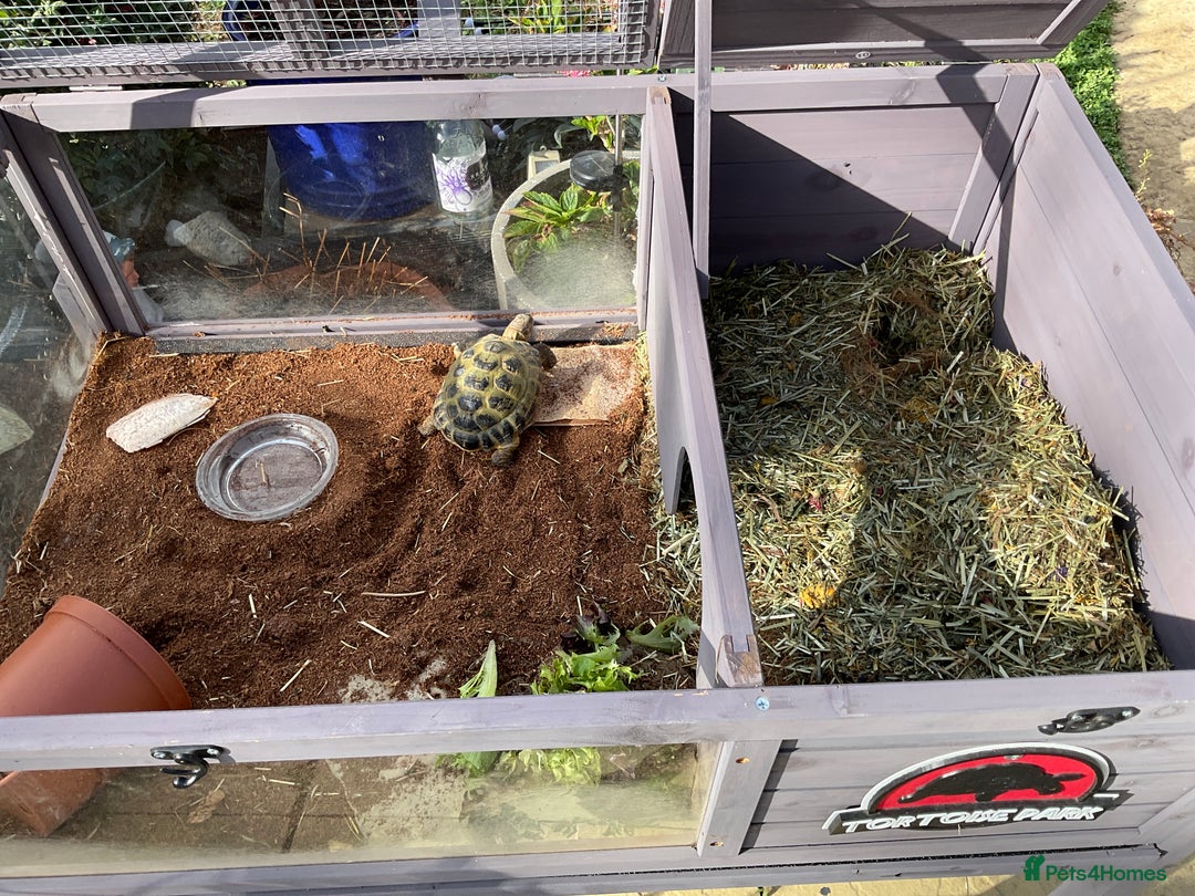Tortoise reptiles for sale: Horsefield tortoise for sale - Image 1