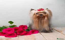 Yorkshire Terrier dogs for sale: 2 tiny Yorkshire terriers 1 male 1 female - Advert 15