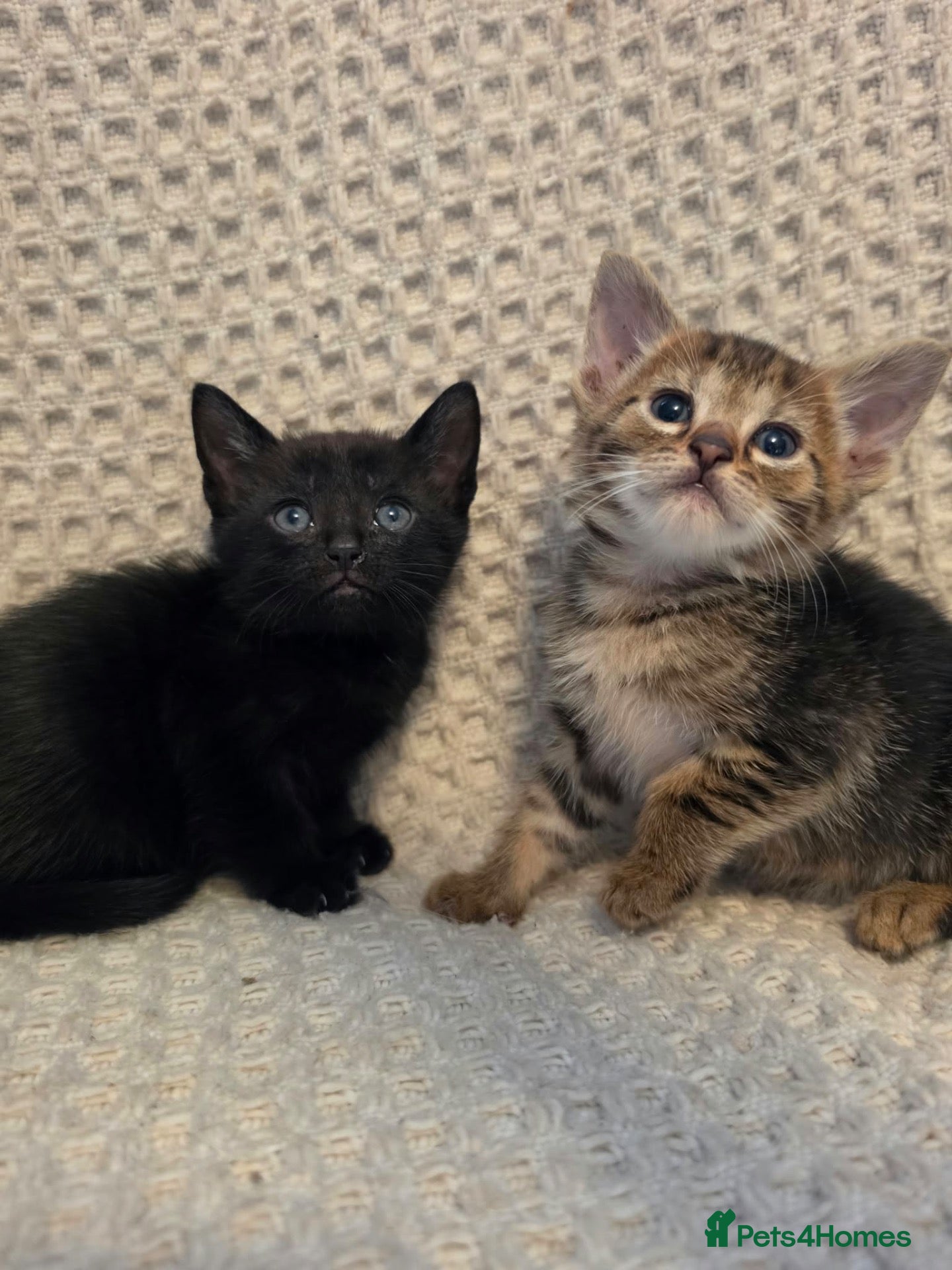 Mixed Breed cats Kittens  - Advert 2