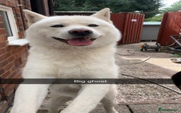 Akita dogs for stud: Akita for stud  - Image 1