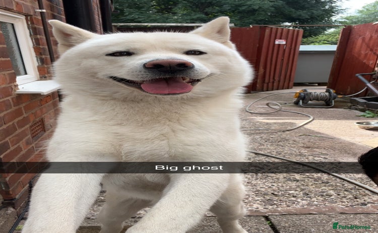 Akita dogs - Advert 1