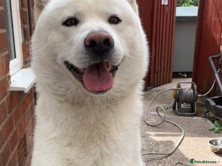 Akita dogs - Advert 1