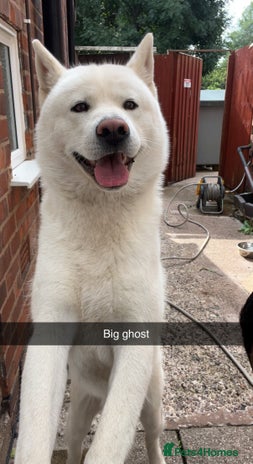 Akita dogs - Advert 1