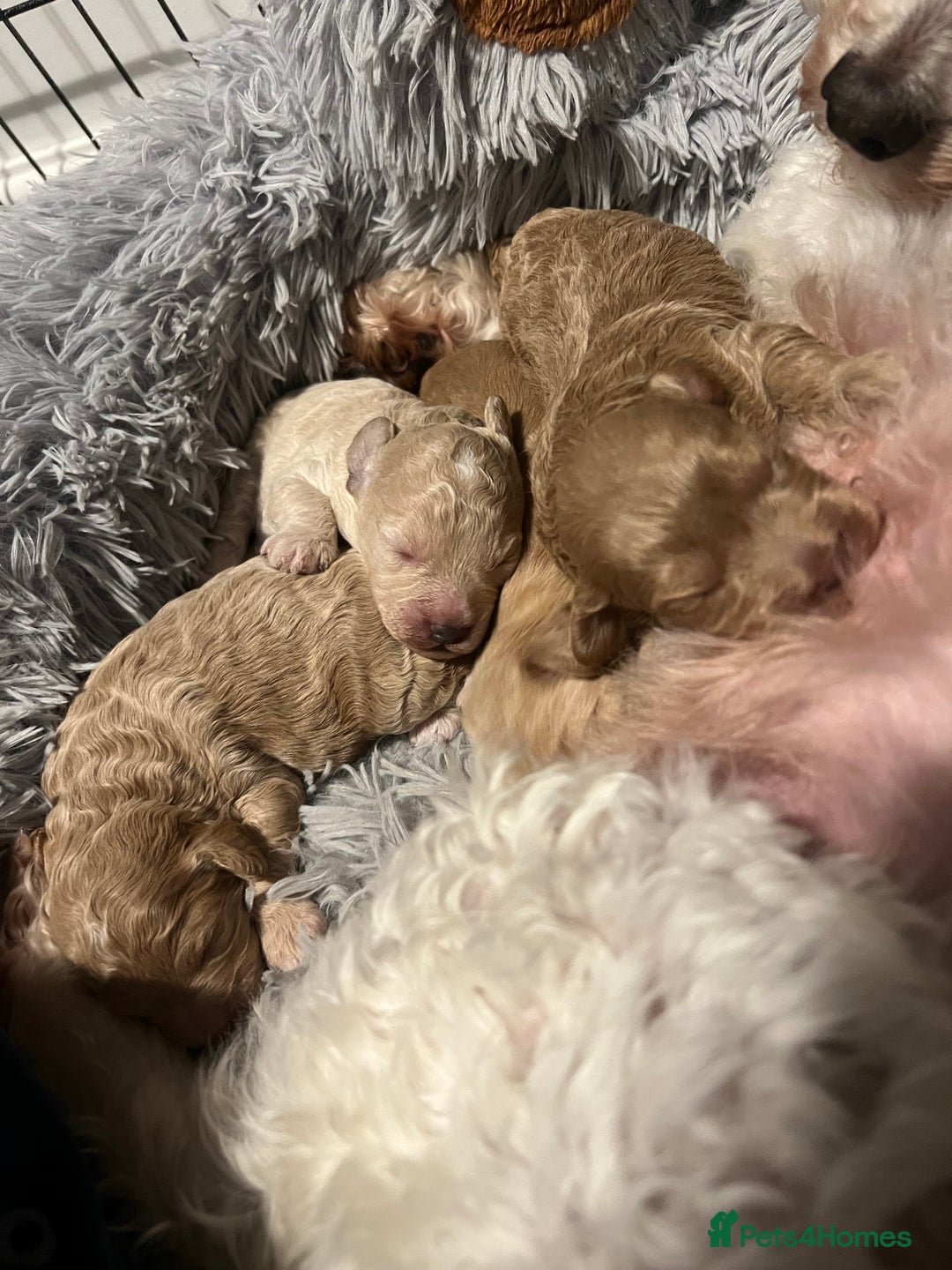 Cockapoo dogs for sale: Cockapoos for sale.  - Advert 6