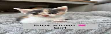 Pink Girl