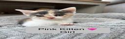 Mixed Breed cats for sale: Beautiful Siamese Cross Kittens  in Bristol - Advert 3