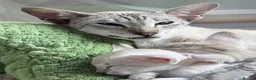 Siamese cats for sale: New kittens - Advert 8