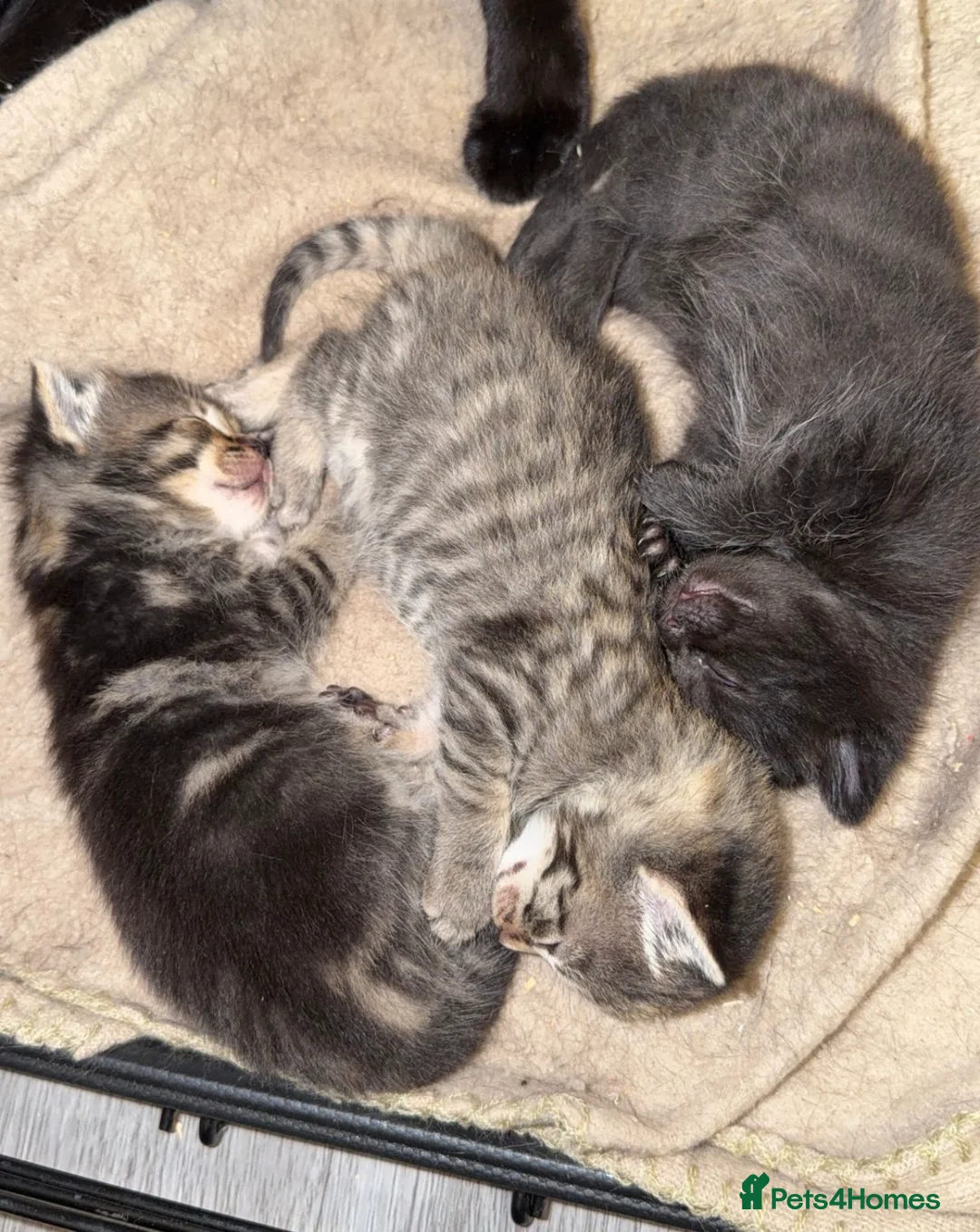 Mixed Breed cats for sale: 4 beautiful kittens for sale  - Advert 4