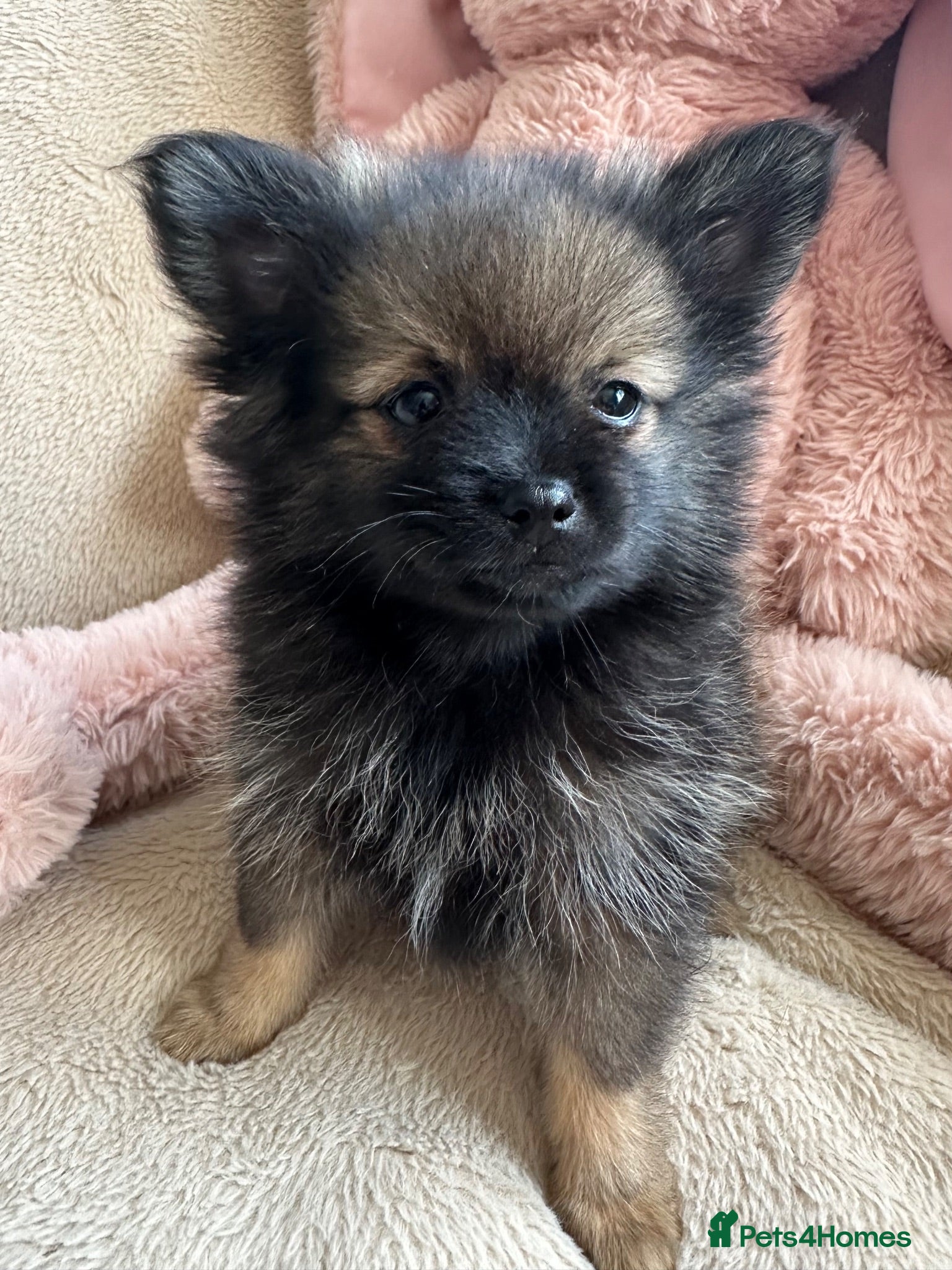 Pomeranian dogs Pomeranian  - Advert 1