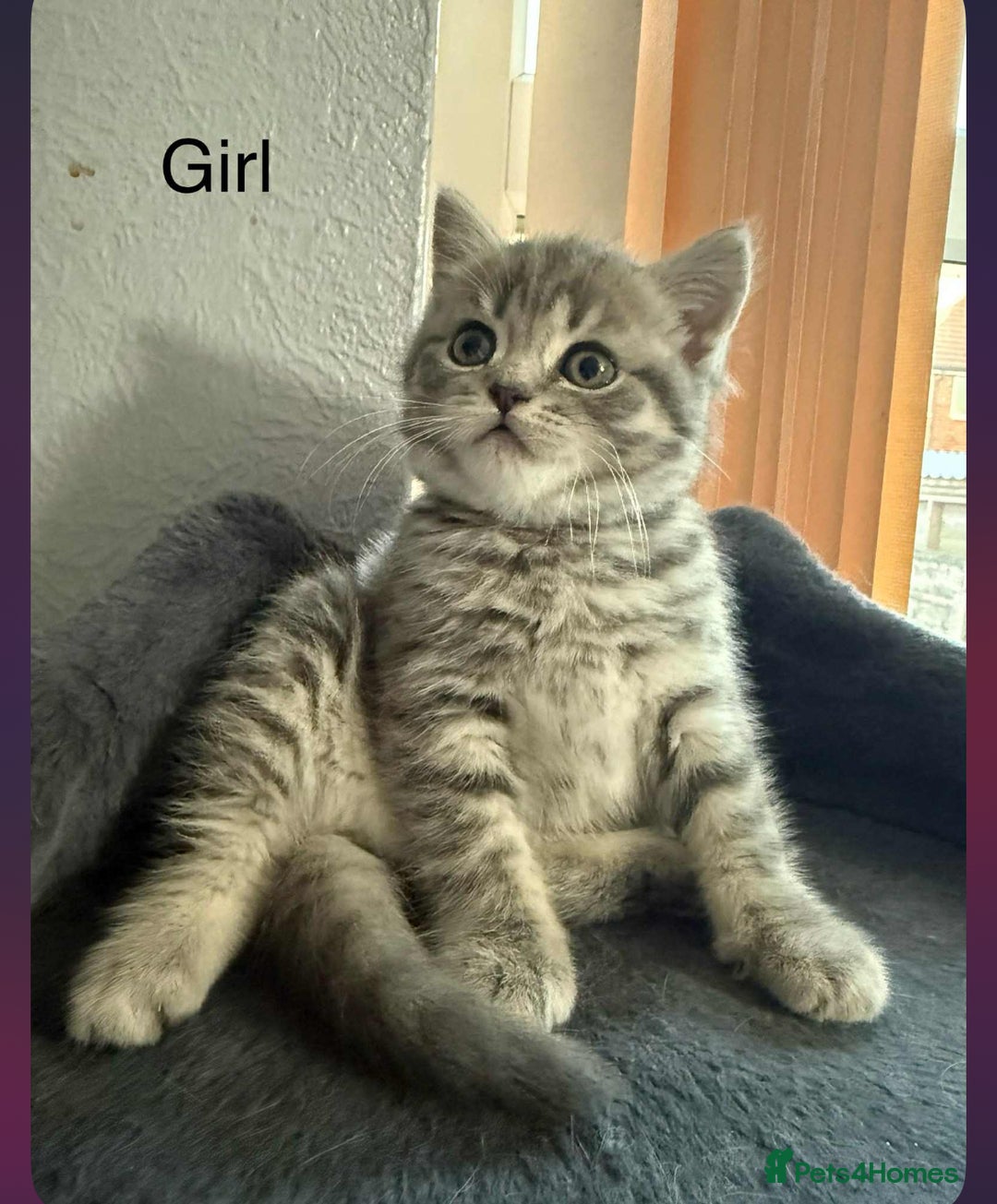 Scottish Fold cats for sale: scottish fold kittens  - Image 15