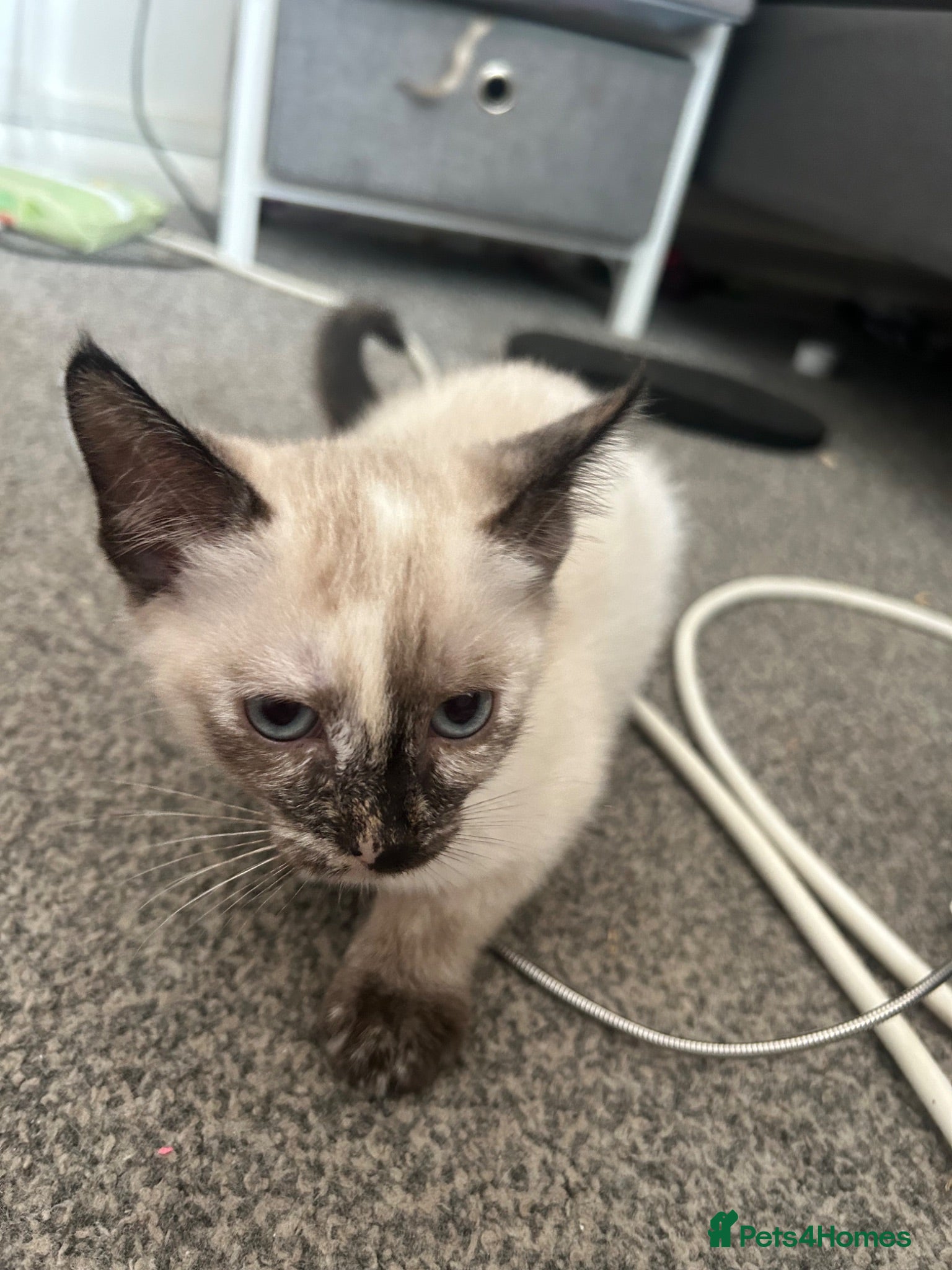 Mixed Breed cats Beautiful girl kitten  - Advert 10