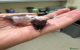 Mouse rodents for sale: Naked mice for sale  - Image 5
