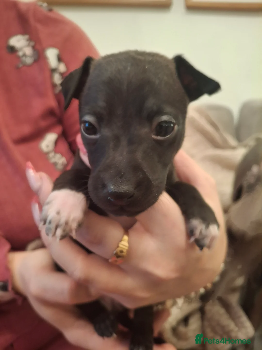 Italian Greyhound dogs for sale: Little Italian greyhound babies  - Advert 11
