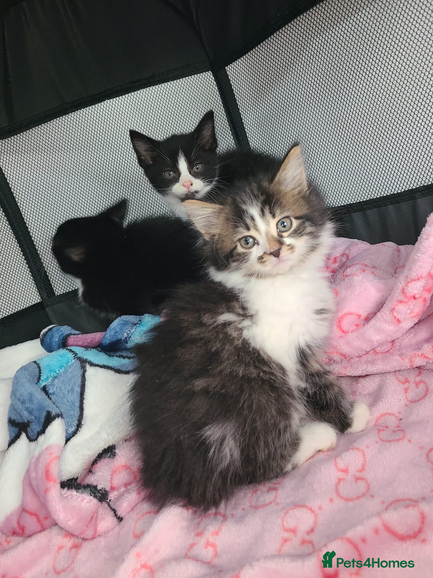 Mixed Breed cats Kittens ready now - Advert 1