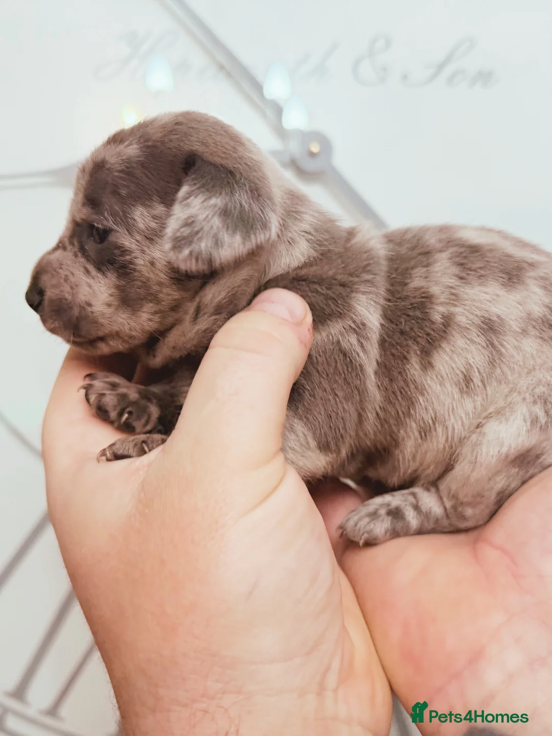 Chiweenie dogs for sale: 3 beautiful baby Chiweenie girls ready early March - Advert 10