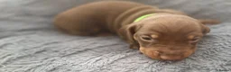 Dachshund dogs for sale: Chocolate dachshund puppies  - Advert 3