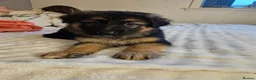 German Shepherd dogs for sale: Long haired German shepherd pups  - Advert 28