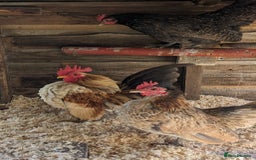 Chickens poultry for sale: Tiny Seramas Bantams,Adults & Youngsters. - Image 22