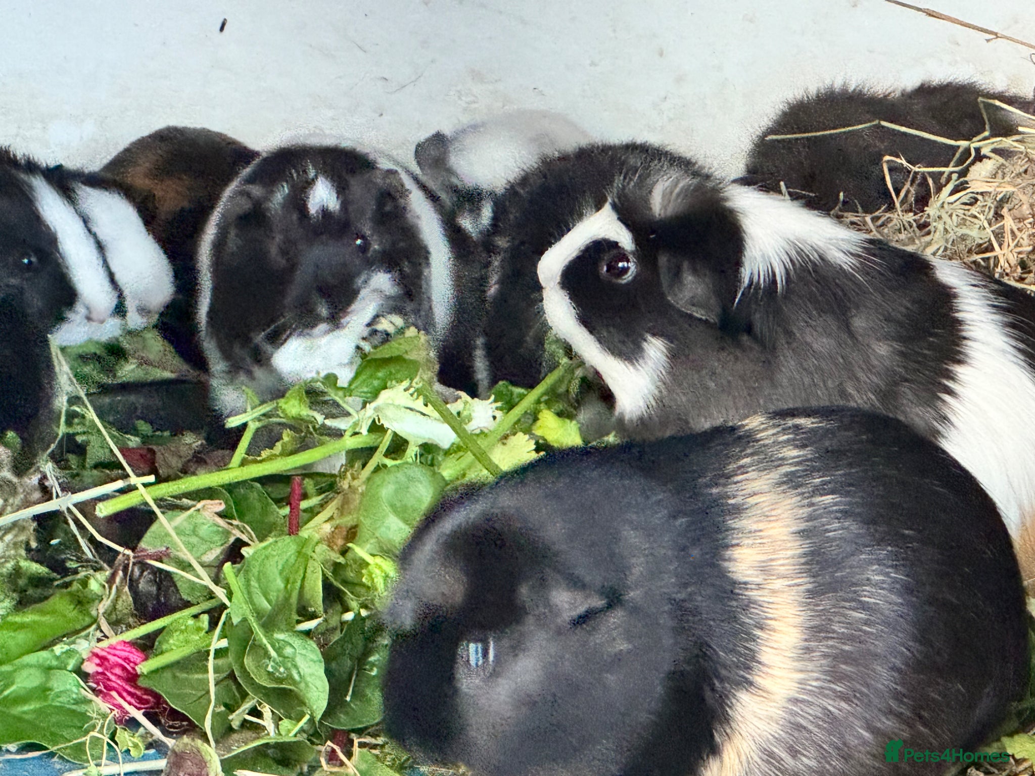 Guinea Pig rodents Guinea Pigs  - Advert 1