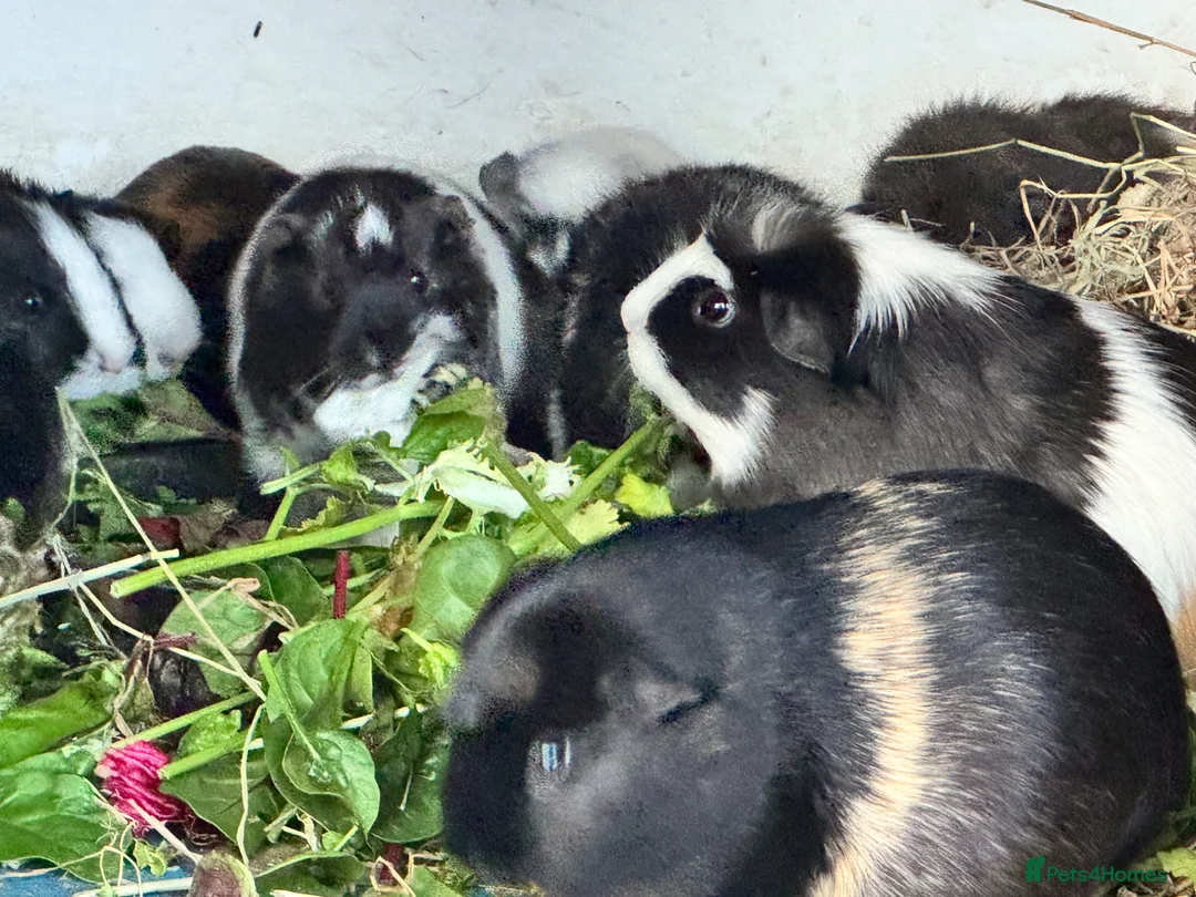 Guinea Pig rodents for sale: Guinea Pigs  - Advert 1