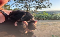Cocker Spaniel dogs for sale: Fun & affectionate cocker spaniels ready 21st Aug - Image 3
