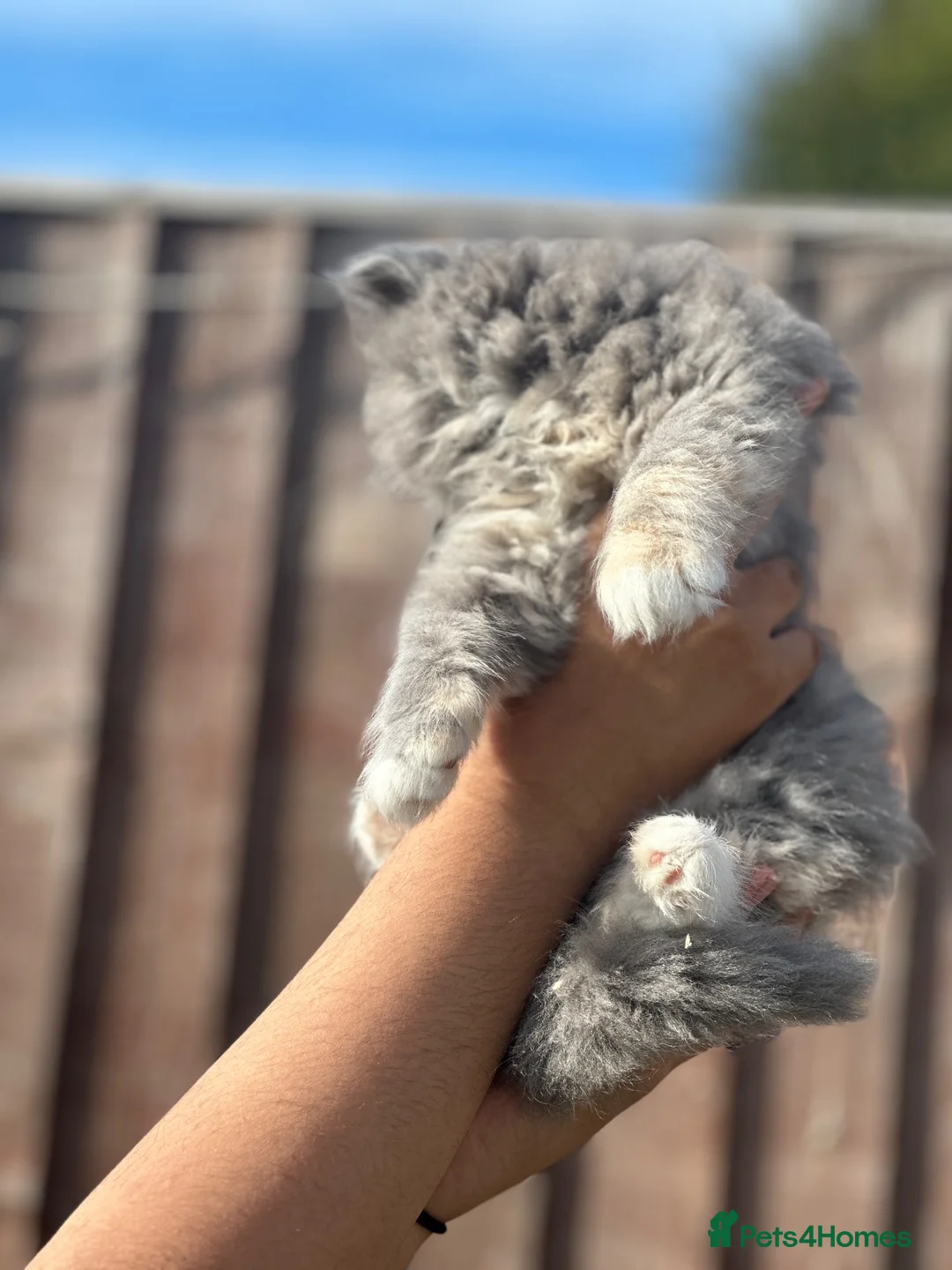 Persian cats for sale: Fluffy kitten  in Greenford - Advert 2
