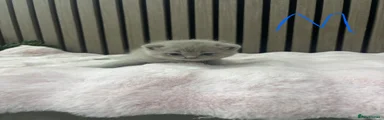 British Shorthair 1