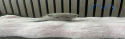 British Shorthair cats for sale: British shorthair kittens - Advert 5