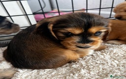 Cocker Spaniel dogs for sale: 🐾 Adorable Cocker Spaniel Puppies for Sale! 🐾  - Image 21