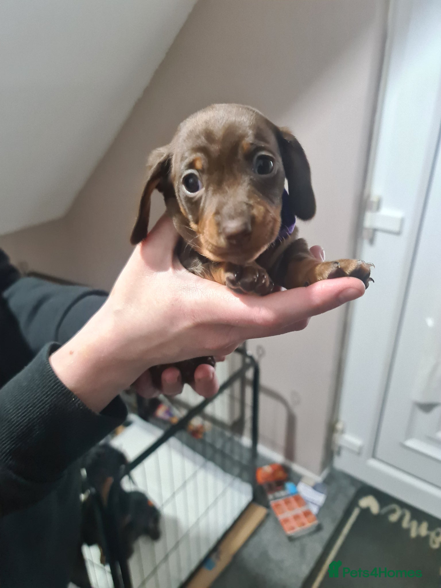Miniature Dachshund dogs KC Registered Miniature Dachshund Puppies  - Advert 6