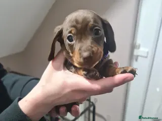 Miniature Dachshund dogs KC Registered Miniature Dachshund Puppies - Advert 10
