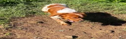 Brittany Spaniel dogs for adoption: Yair   in Worthing - Advert 10