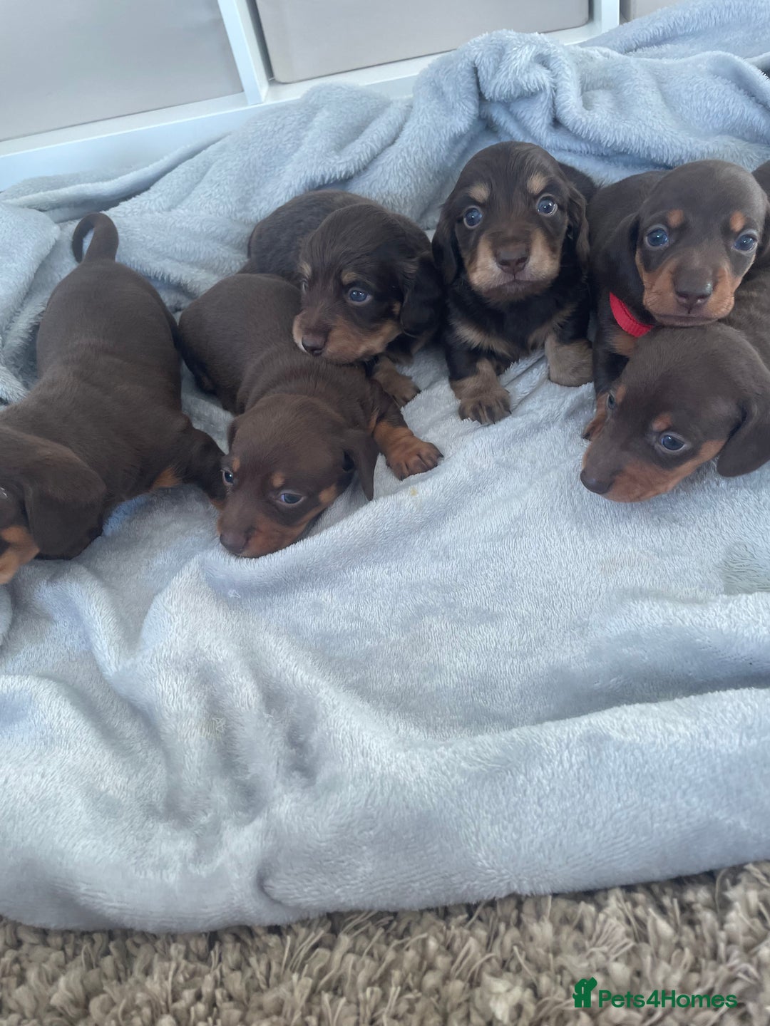 Dachshund dogs for sale: 6 boy dachshund puppies  - Advert 13