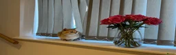British Shorthair cats for sale: Smart Pedigree Golden British Shorthair Kitten   - Advert 3